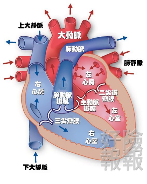 心臟病發後失能 失能扶助險有保障 Goodins好險在這裡