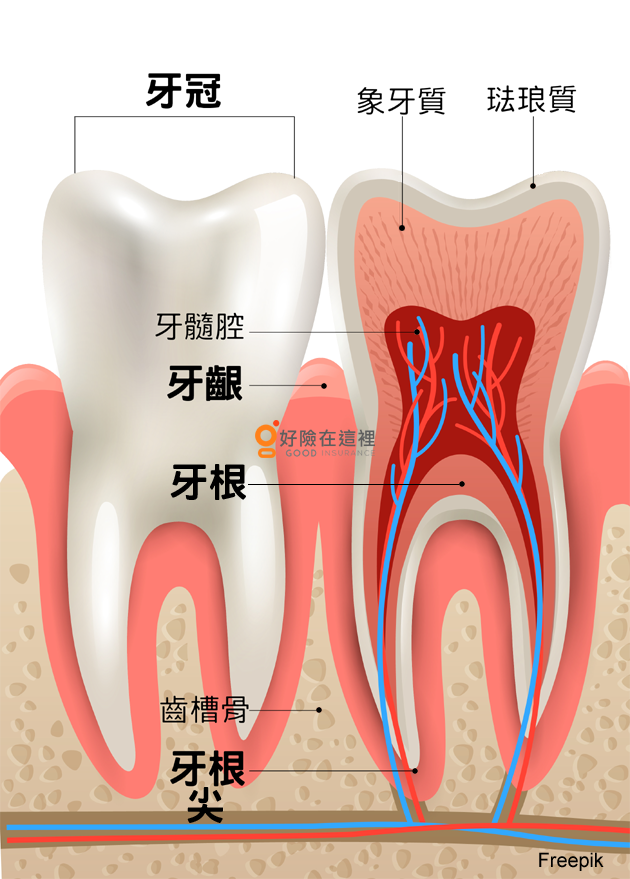 為什麼要抽神經 淺談根管治療 隱藏版美食家的筆記